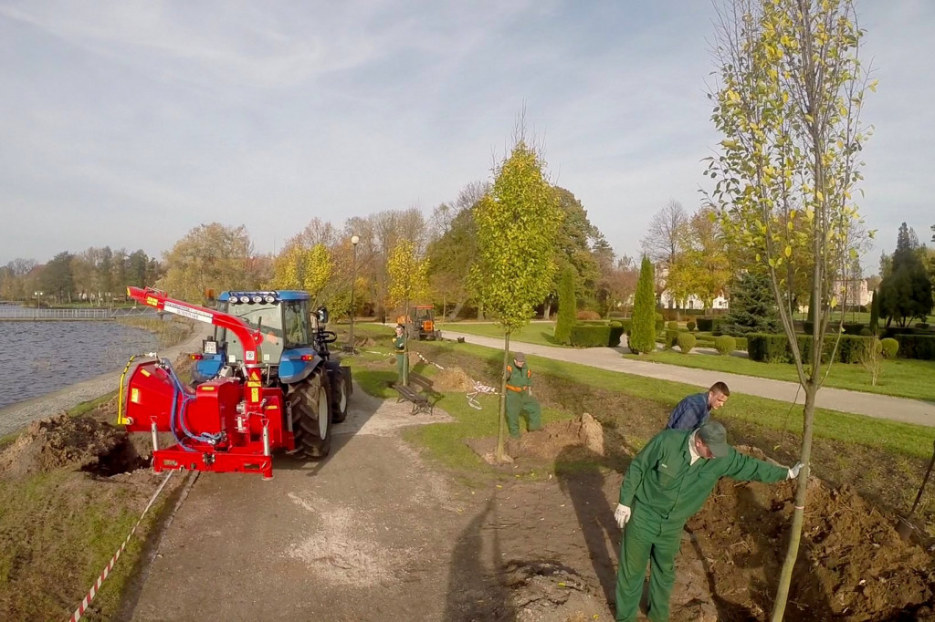 Graby już w Szczecinku. Zastąpią chore jesiony