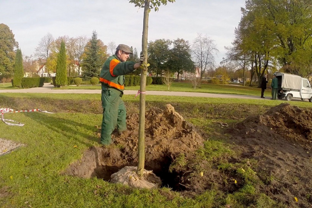Graby już w Szczecinku. Zastąpią chore jesiony