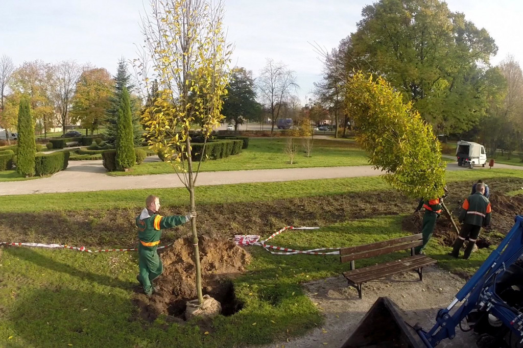 Graby już w Szczecinku. Zastąpią chore jesiony