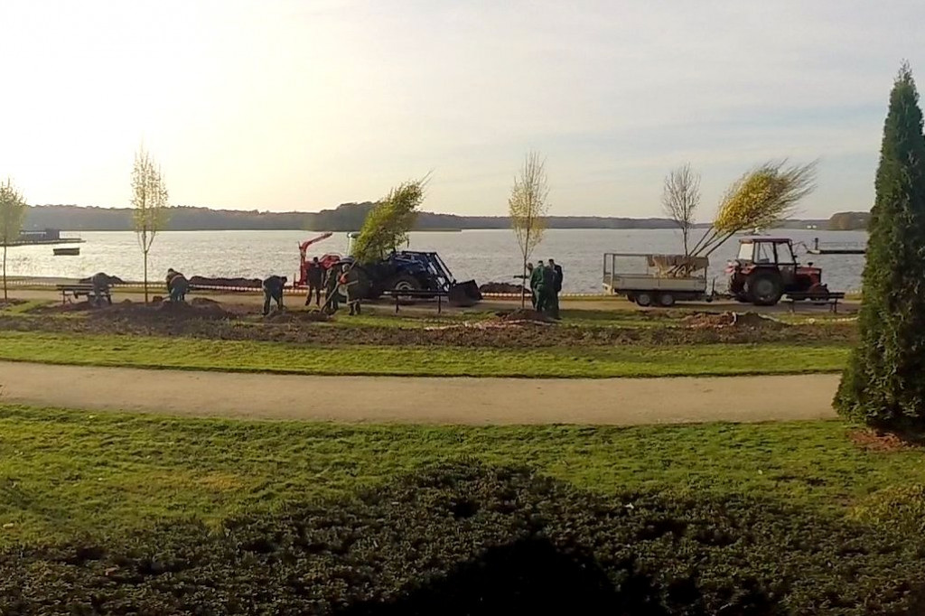 Graby już w Szczecinku. Zastąpią chore jesiony