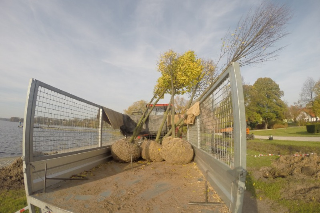 Graby już w Szczecinku. Zastąpią chore jesiony