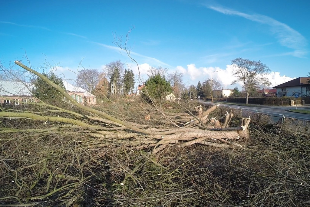 Wycinka na Szczecińskiej