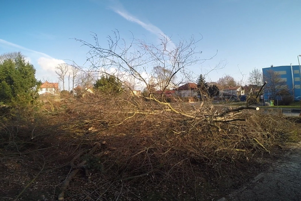 Wycinka na Szczecińskiej