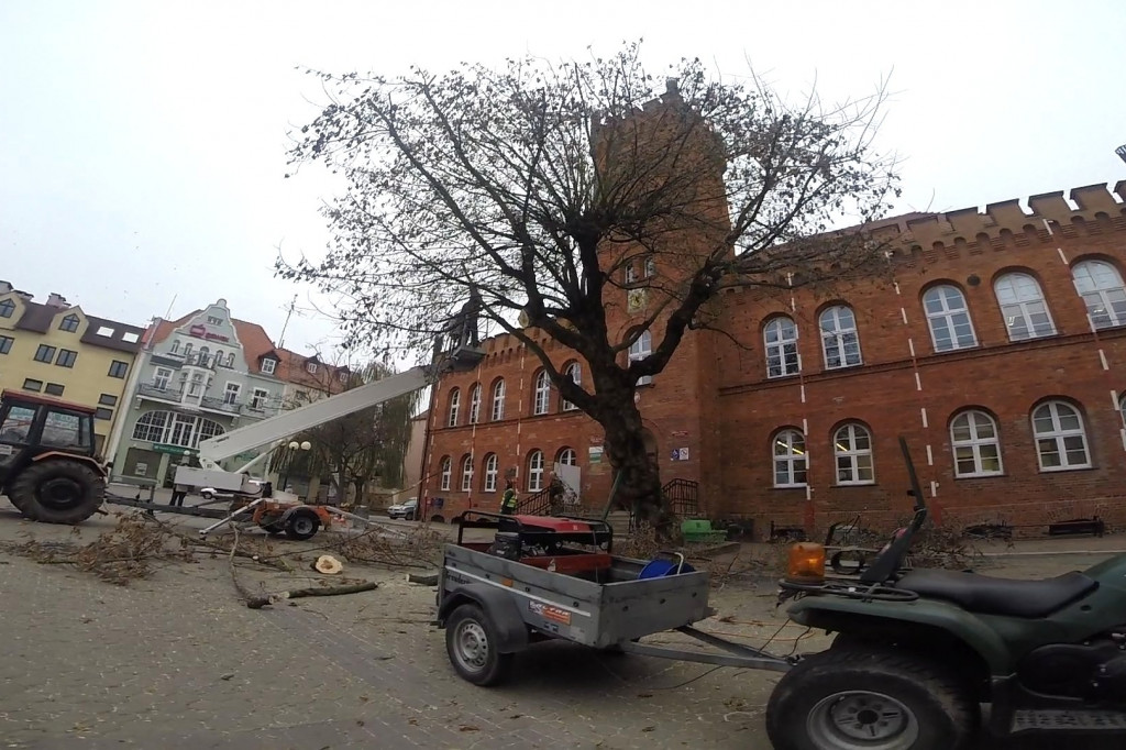 Pielęgnują przedratuszowy klon