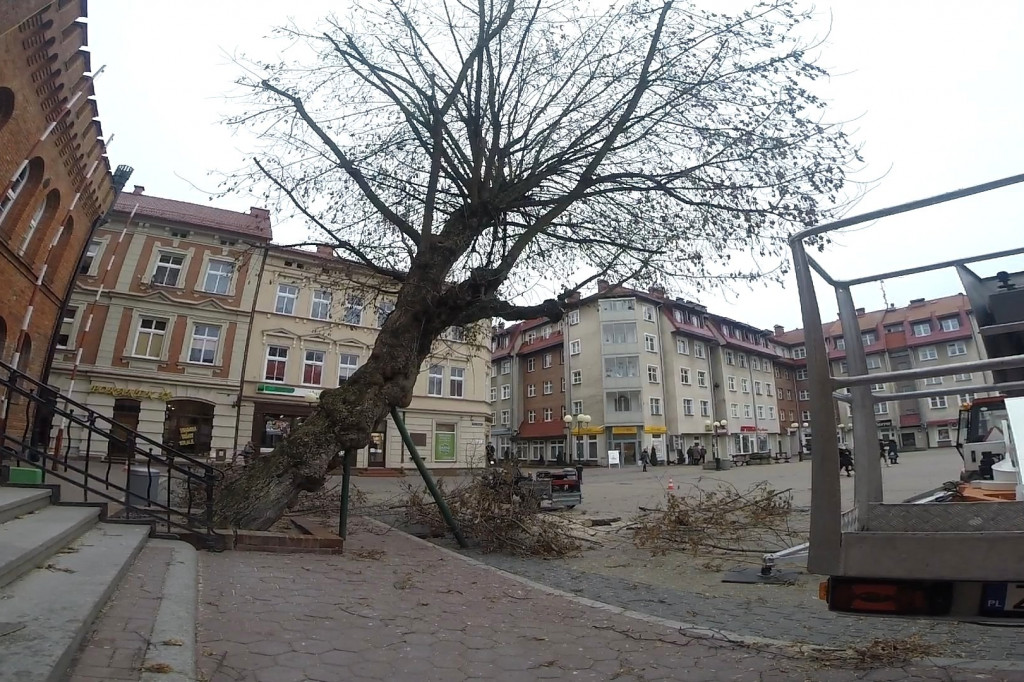 Pielęgnują przedratuszowy klon