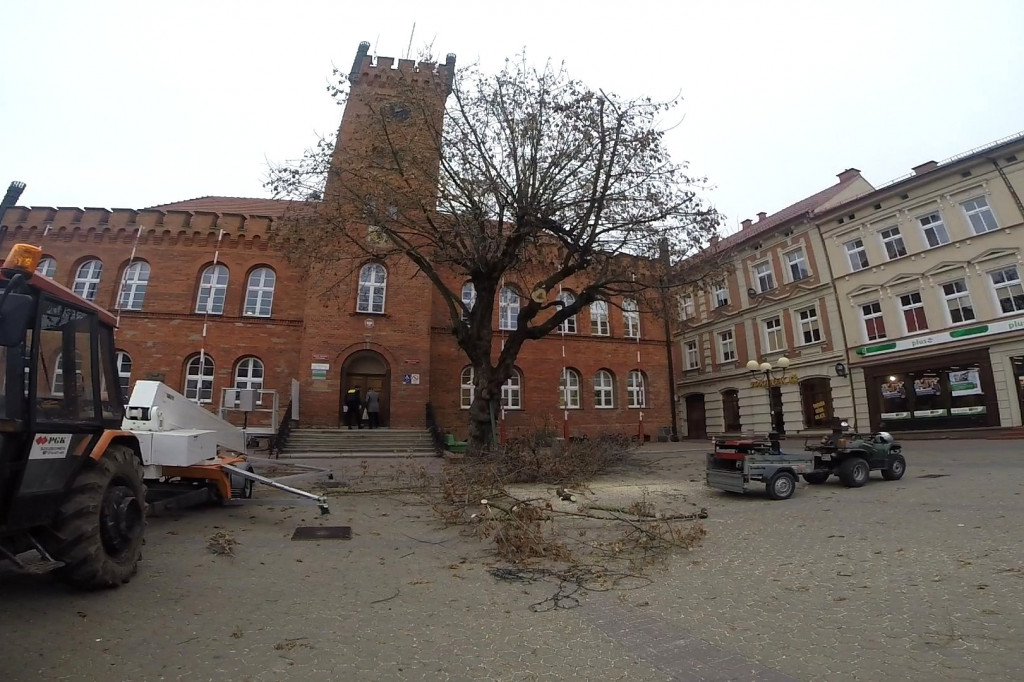 Pielęgnują przedratuszowy klon