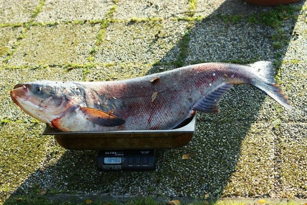 Rekordowy okaz z Trzesiecka - fot. Tomasz Agaszko