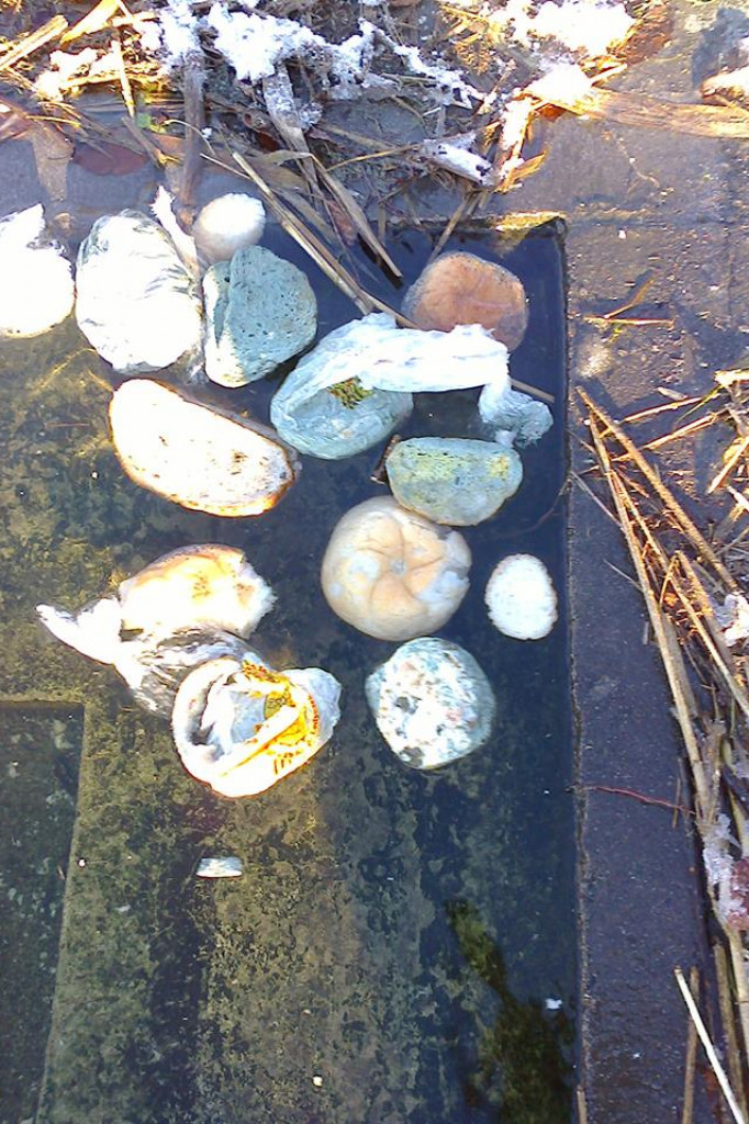 Spleśniały chleb jako pokarm dla kaczek