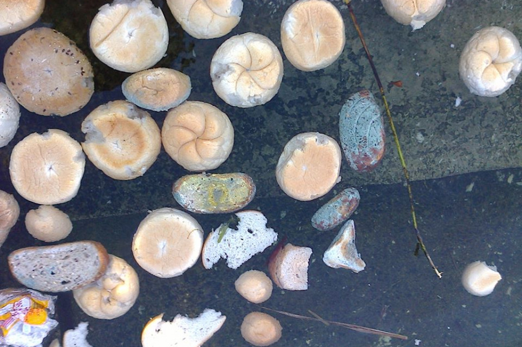 Spleśniały chleb jako pokarm dla kaczek