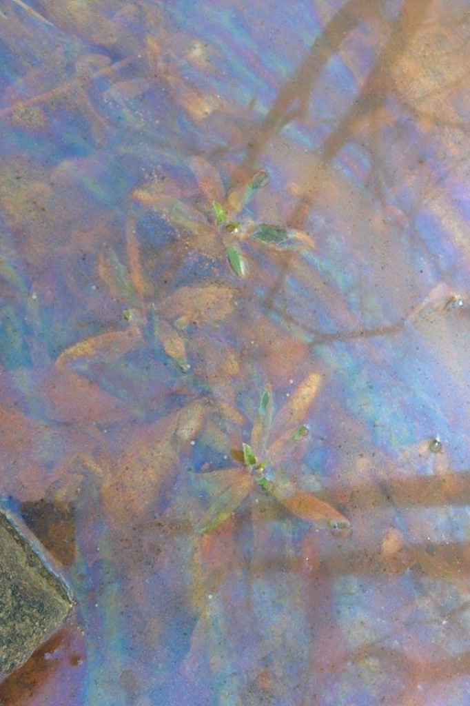 Do Trzesiecka wpływa woda w kolorze tęczy