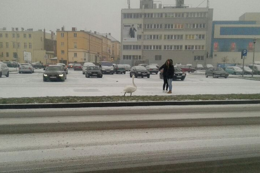 Łabędzi spacer po centrum miasta...