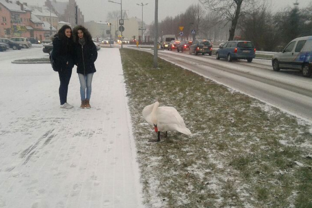 Łabędzi spacer po centrum miasta...