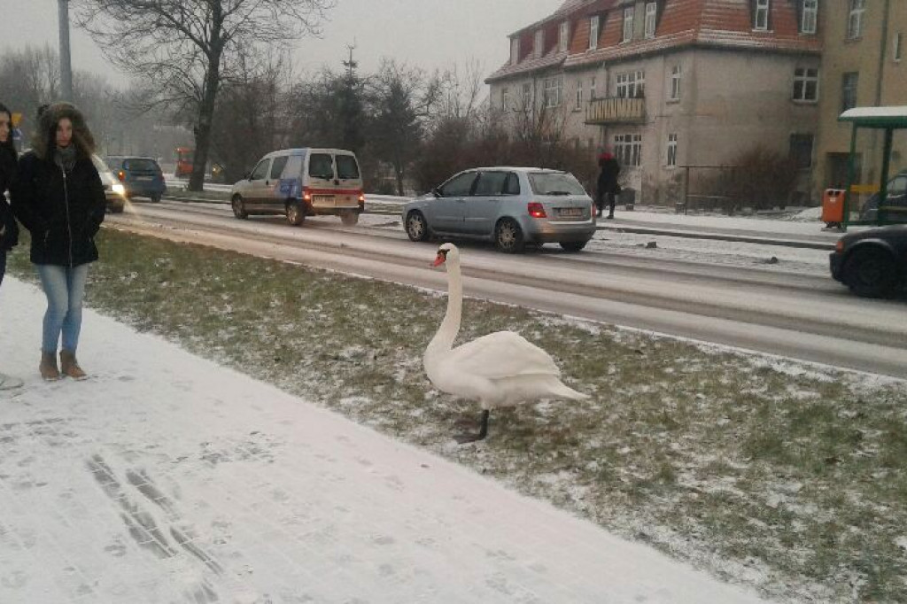 Łabędzi spacer po centrum miasta...