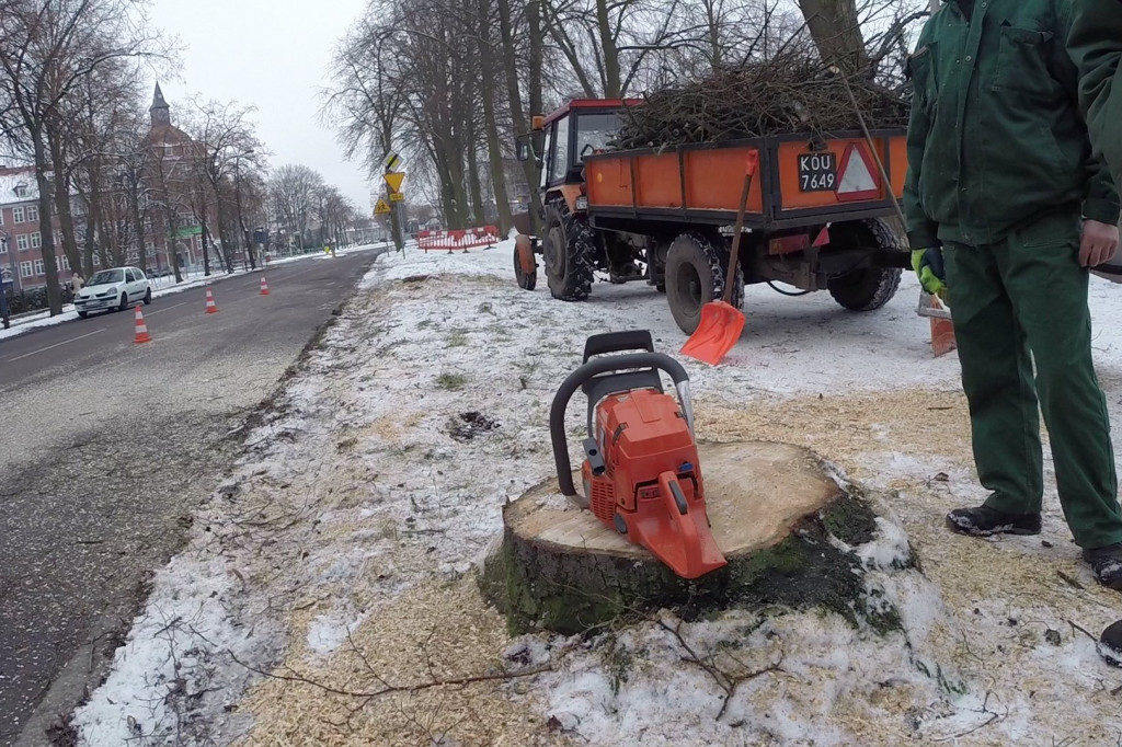 Wycinają drzewa by było bezpiecznie