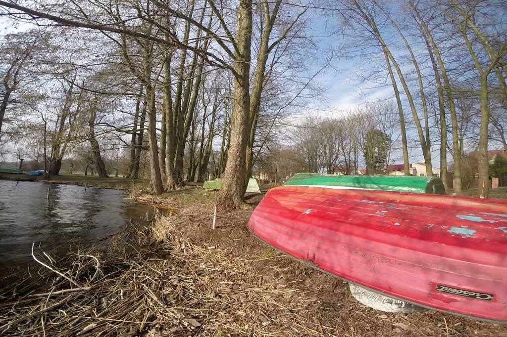 Pod topór trafi 30 drzew