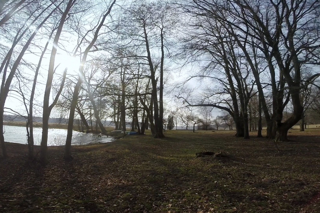 Pod topór trafi 30 drzew