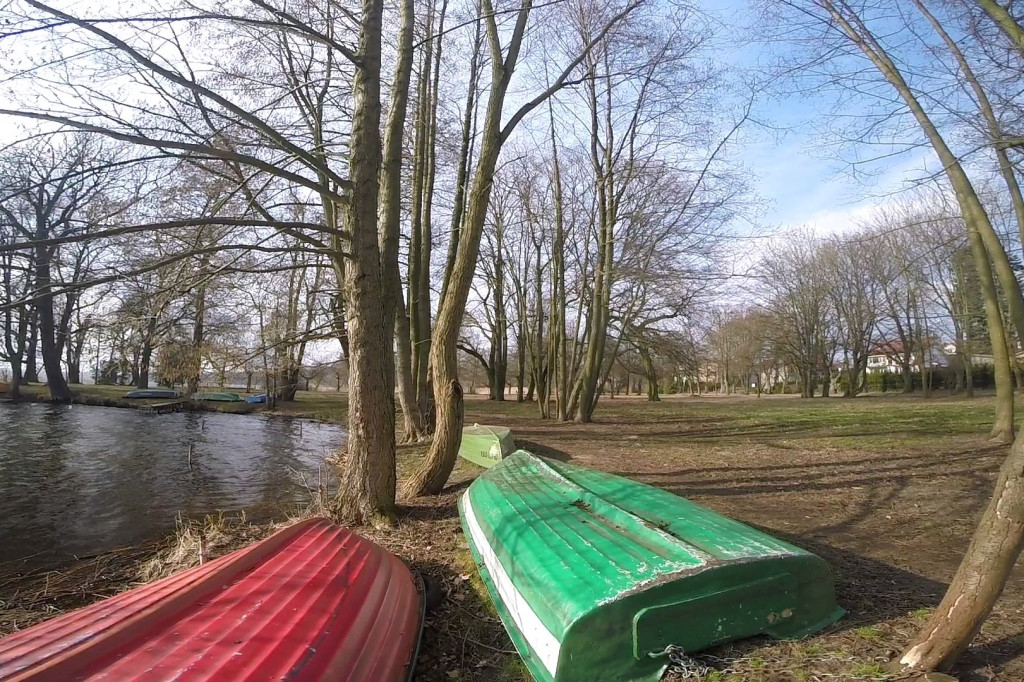 Pod topór trafi 30 drzew