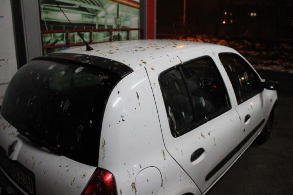 Miasto (na razie) przegrywa z gawronami