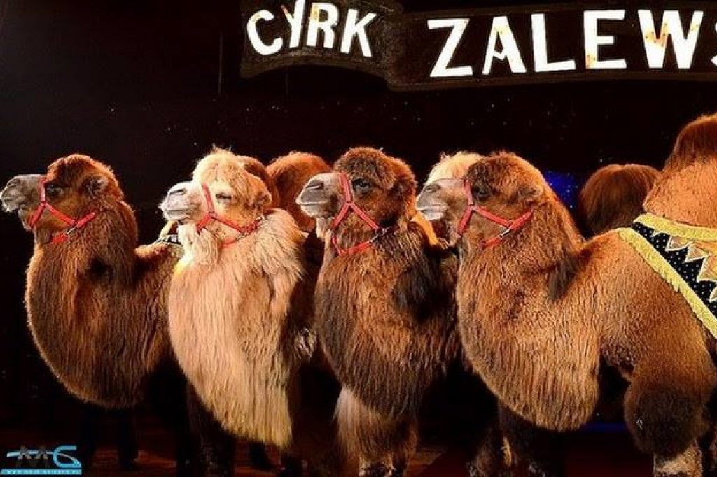 Cyrk Zalewski