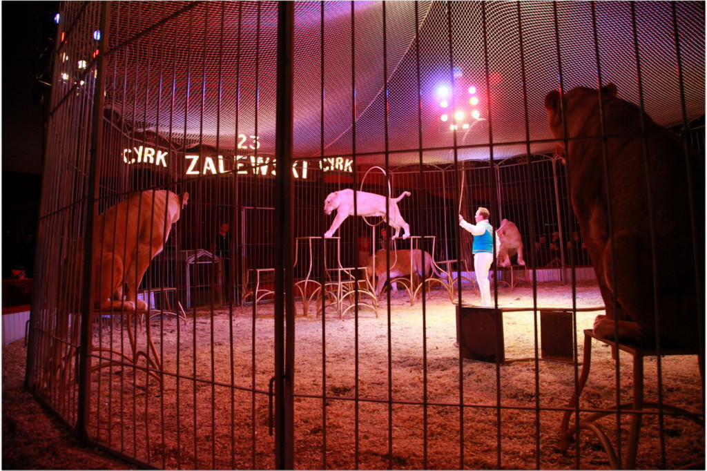 Cyrk Zalewski