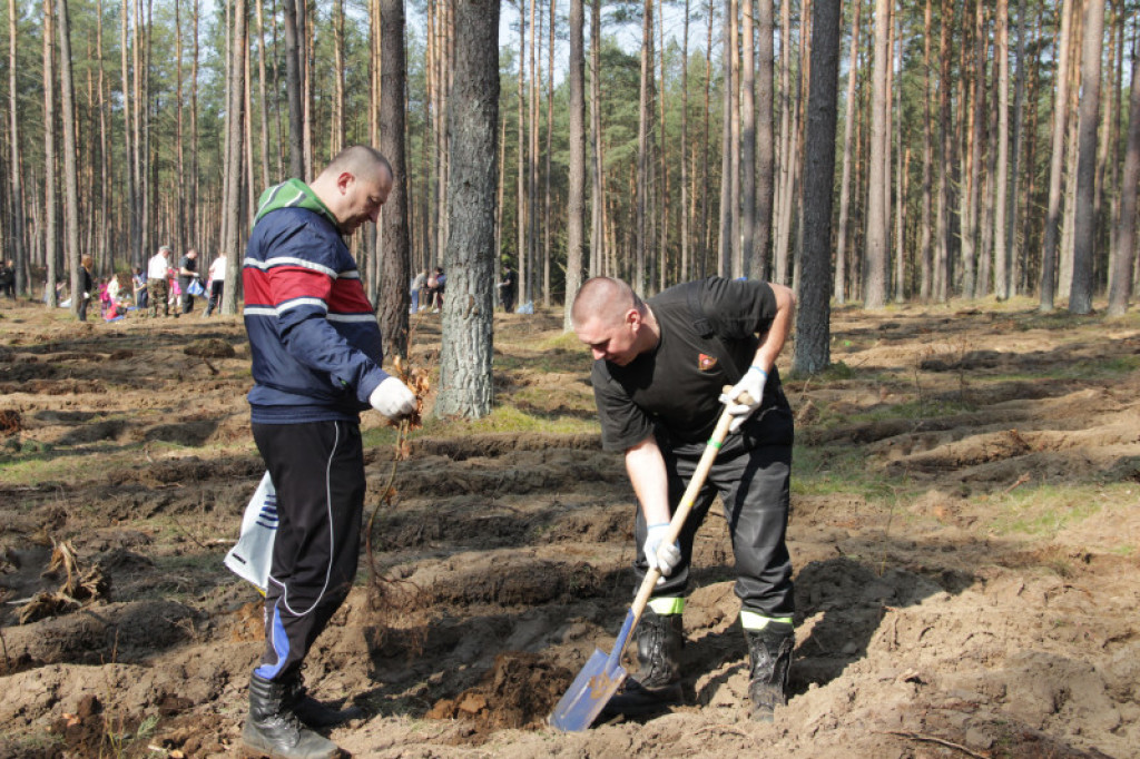 KronoDrzewko 2015 - Cichy Bór