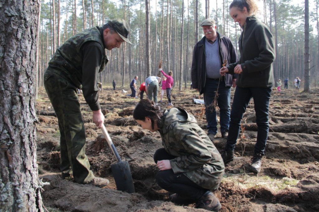 KronoDrzewko 2015 - Cichy Bór