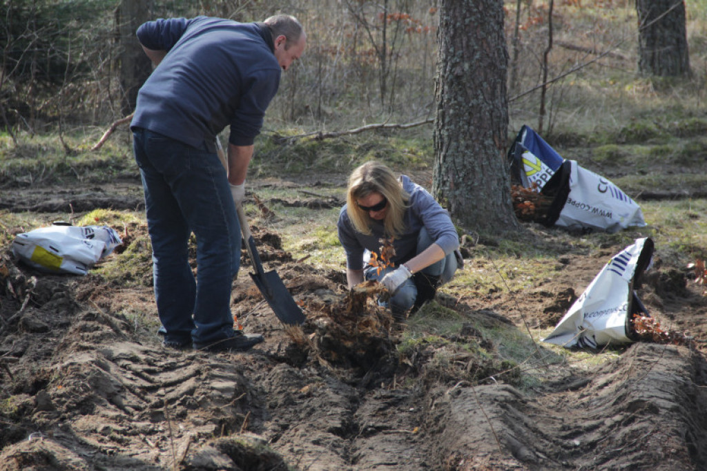 KronoDrzewko 2015 - Cichy Bór