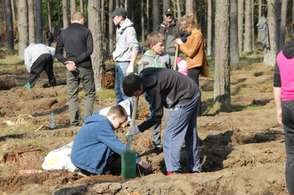 KronoDrzewko 2015 - Cichy Bór