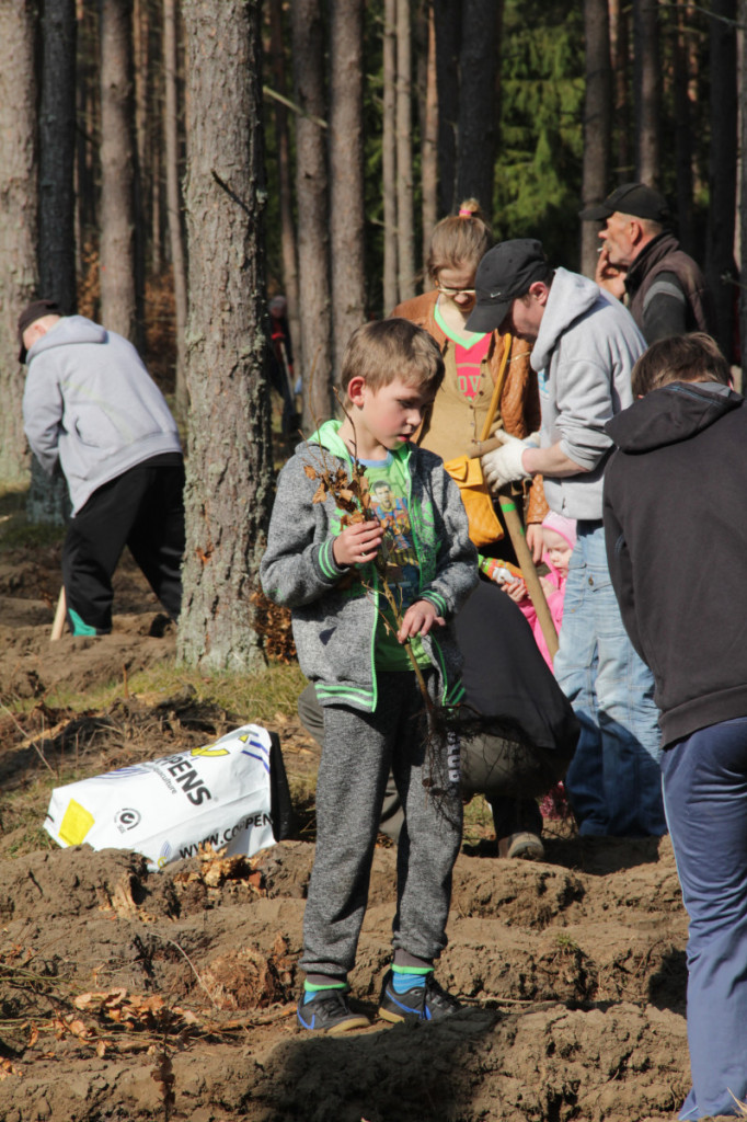 KronoDrzewko 2015 - Cichy Bór