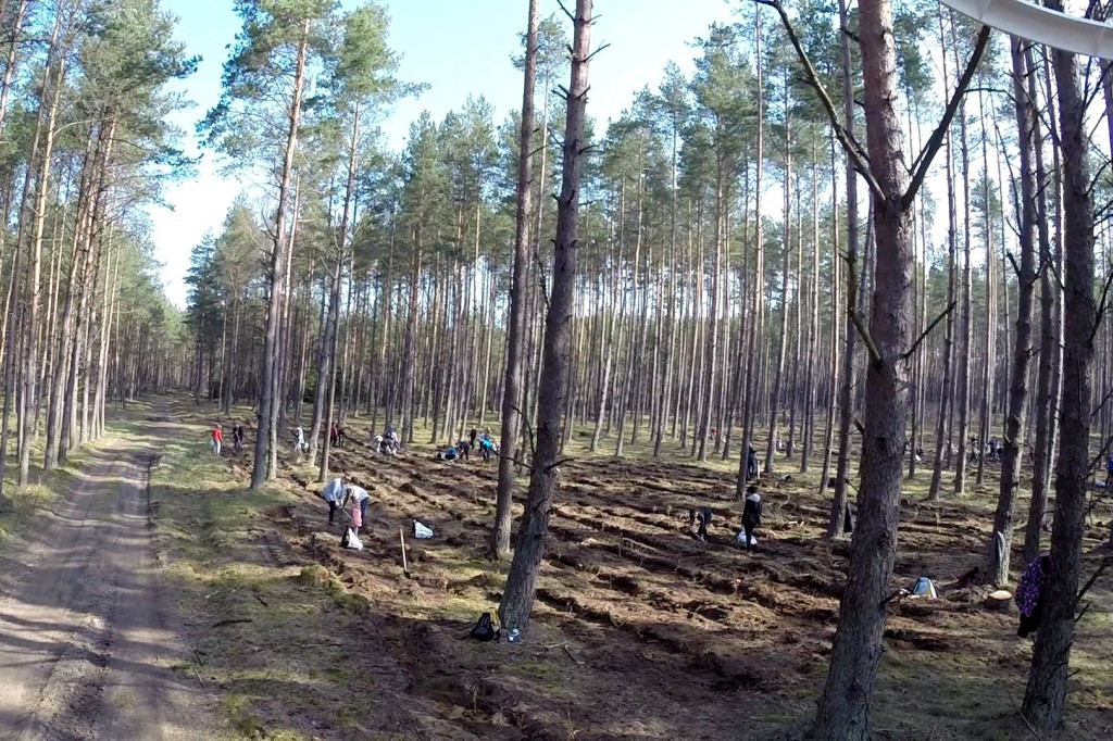 KronoDrzewko 2015 - Cichy Bór