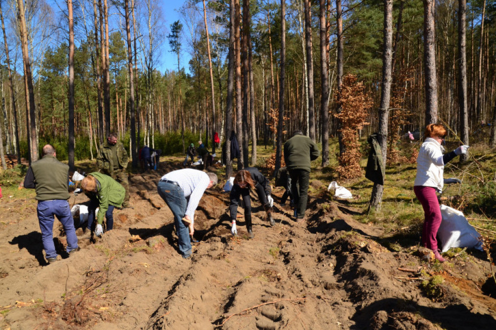 2000 sadzonek buka na Święto Lasu