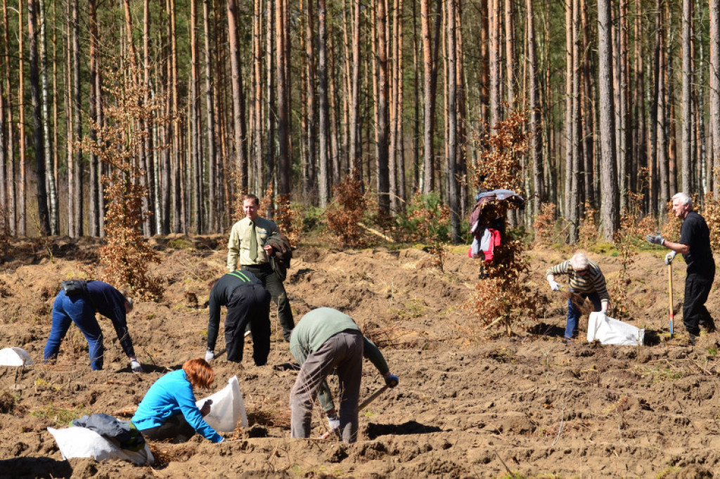 2000 sadzonek buka na Święto Lasu