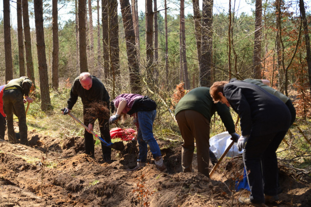 2000 sadzonek buka na Święto Lasu