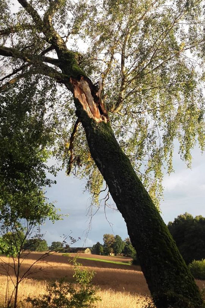 Pracowite popołudnie i noc strażaków. Wszystko przez silny wiatr