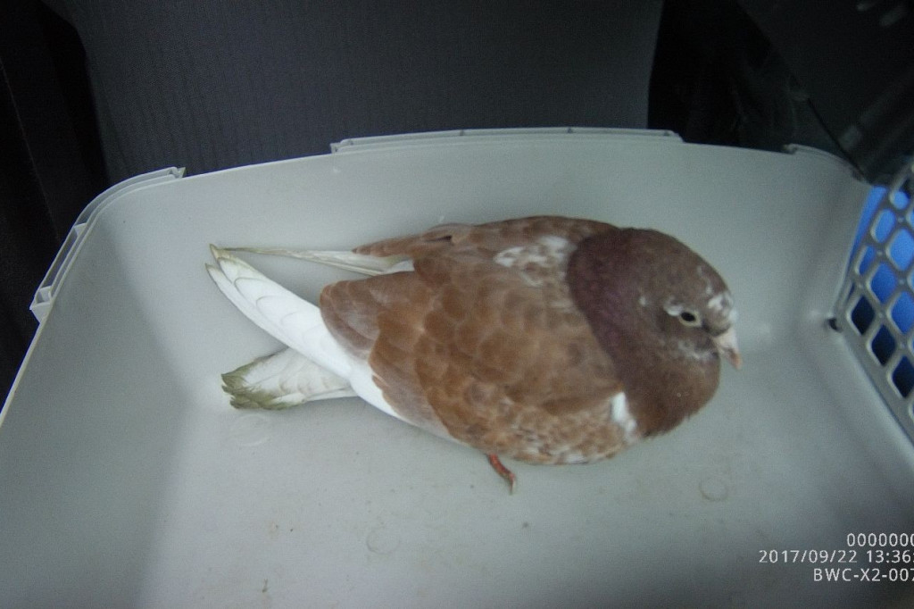 Koty wyrzucone na śmietnik, podrzucanie śmieci i pomoc rannym