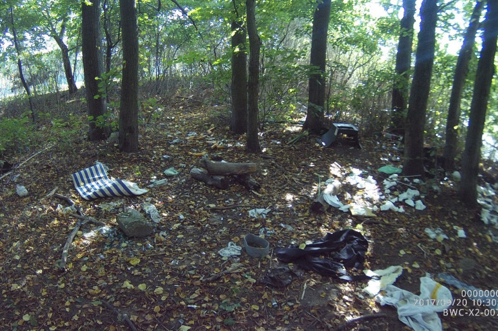 Koty wyrzucone na śmietnik, podrzucanie śmieci i pomoc rannym