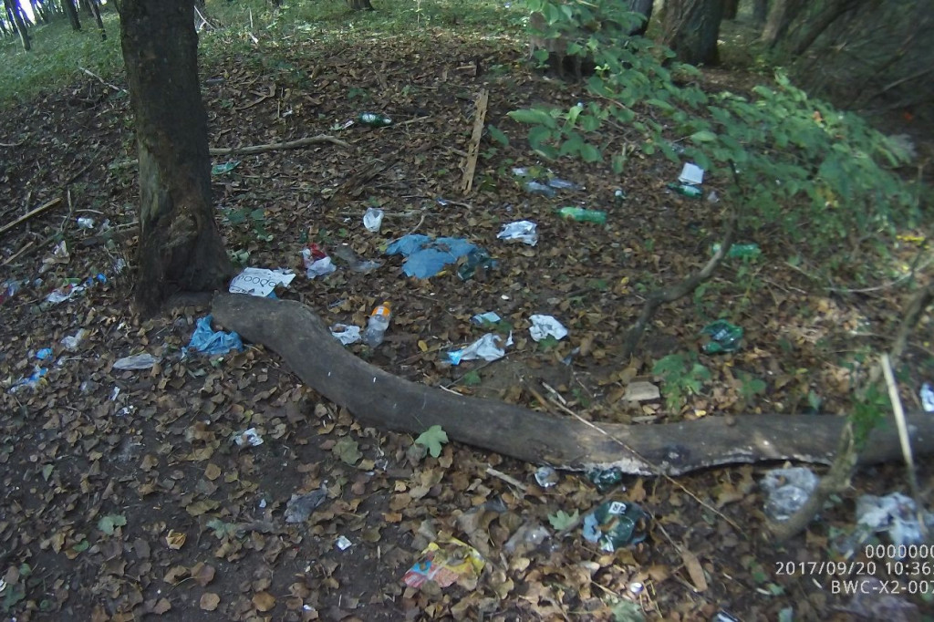 Koty wyrzucone na śmietnik, podrzucanie śmieci i pomoc rannym