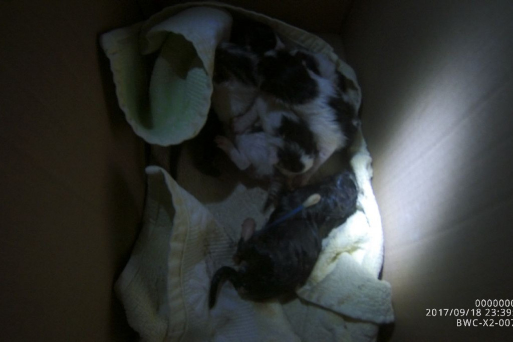 Koty wyrzucone na śmietnik, podrzucanie śmieci i pomoc rannym