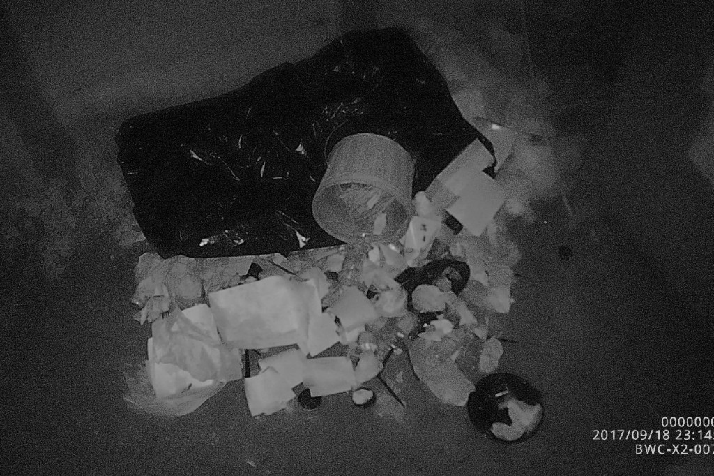 Koty wyrzucone na śmietnik, podrzucanie śmieci i pomoc rannym