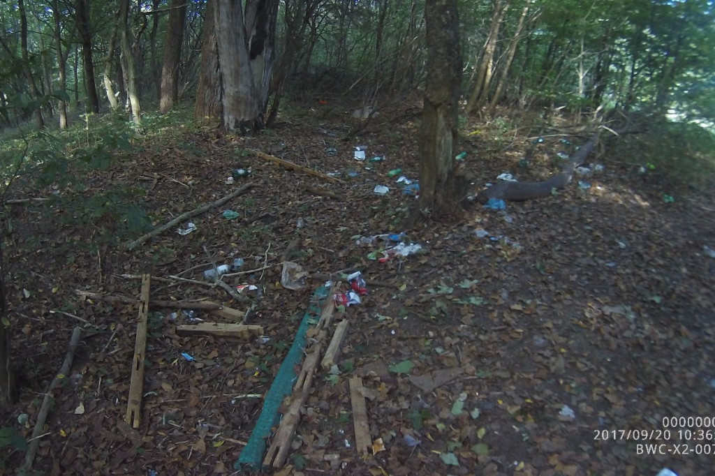 Koty wyrzucone na śmietnik, podrzucanie śmieci i pomoc rannym