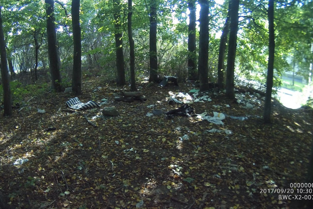 Koty wyrzucone na śmietnik, podrzucanie śmieci i pomoc rannym