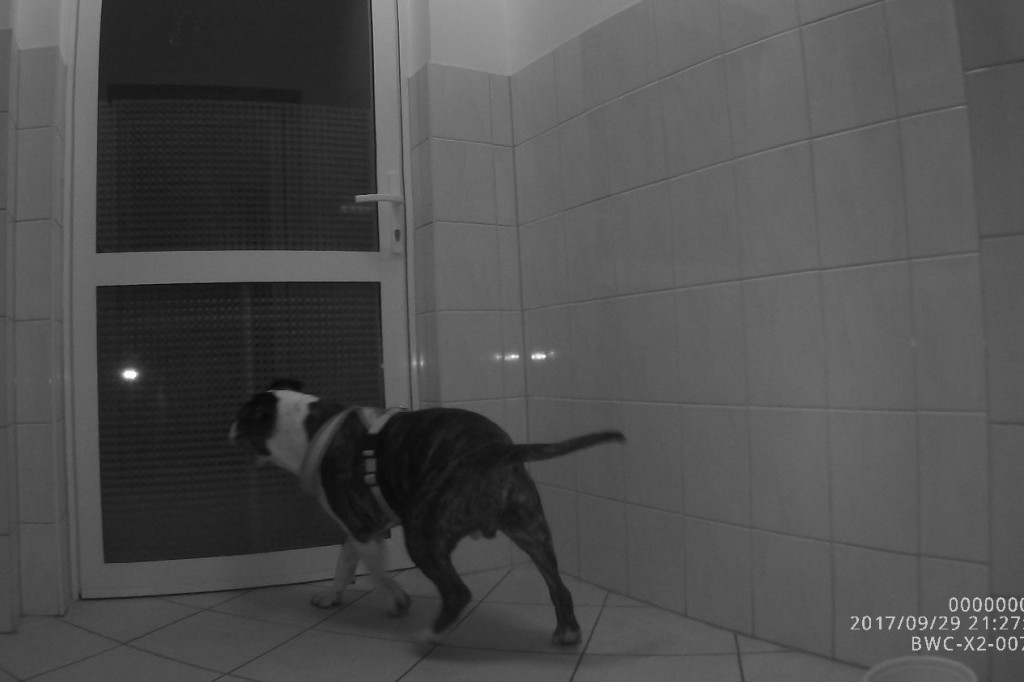 Tygodniowy raport straży miejskiej