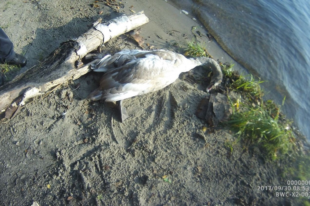 Tygodniowy raport straży miejskiej