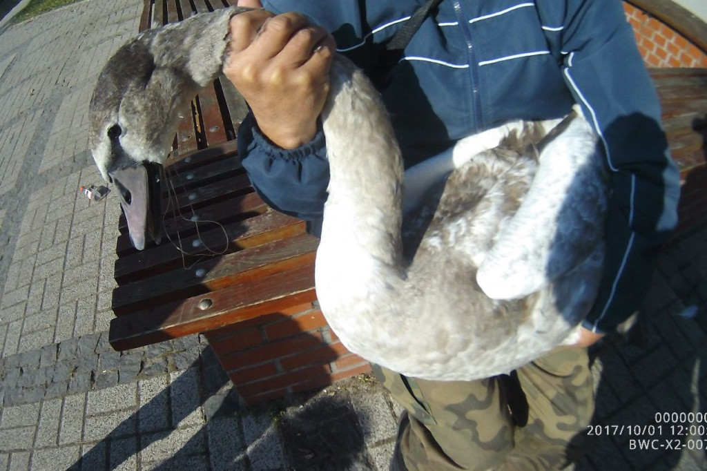 Tygodniowy raport straży miejskiej