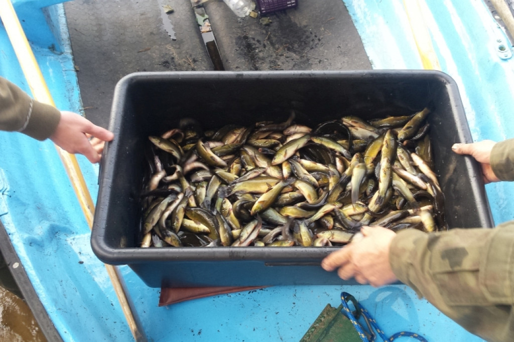 NA RYBY. Zalewy Nadarzyckie zarybione karpiem  i linem.