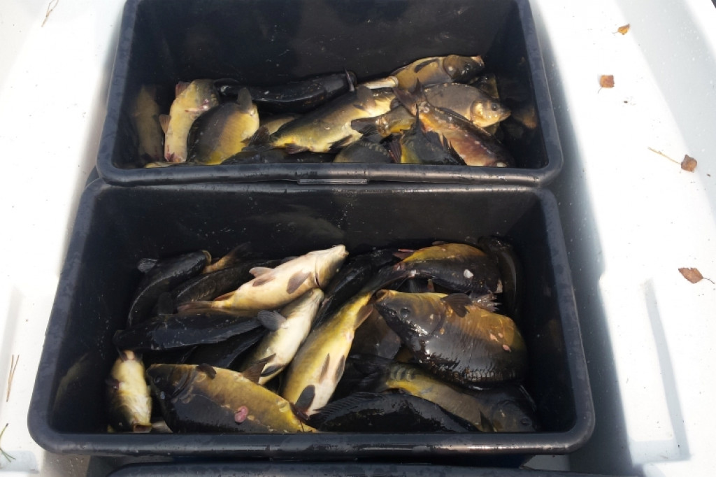 NA RYBY. Zalewy Nadarzyckie zarybione karpiem  i linem.