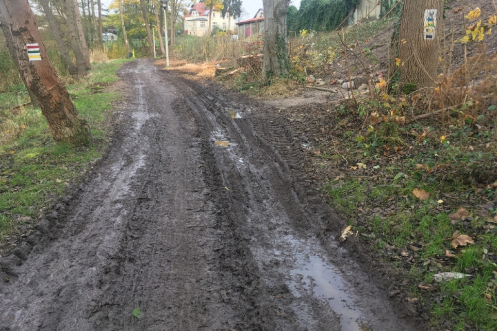 Wycięli drzewa, zniszczyli parkową alejkę