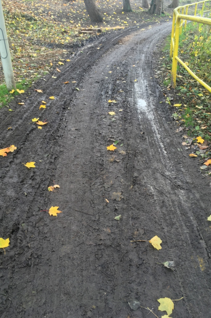 Wycięli drzewa, zniszczyli parkową alejkę