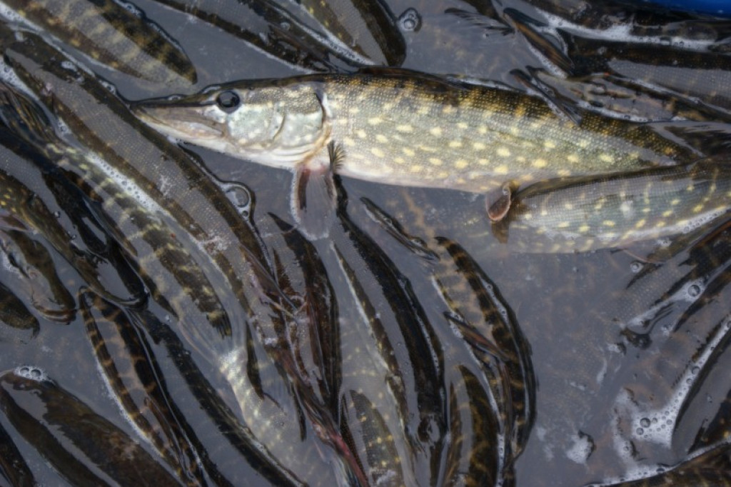 NA RYBY. Jezioro Wierzchowo pełne szczupaków