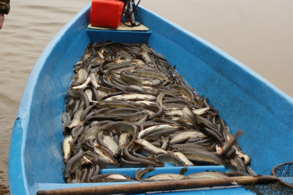 NA RYBY. Jezioro Wierzchowo pełne szczupaków